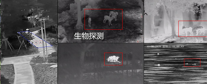  双光谱重载云台生物探测
